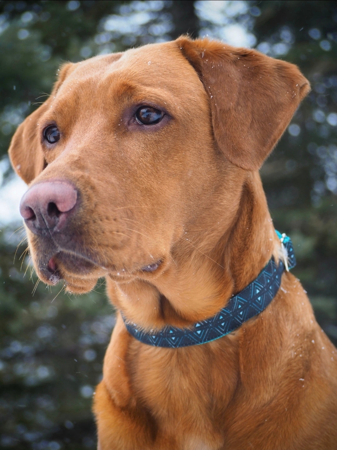 Teal & Black Geometric Dog Collar