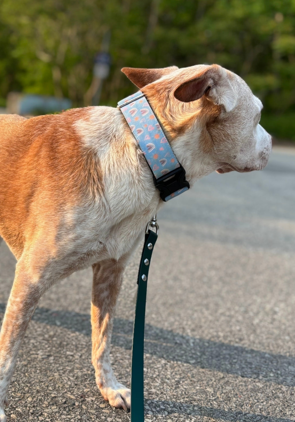 Rainbow, Hearts & Suns Dog Collar