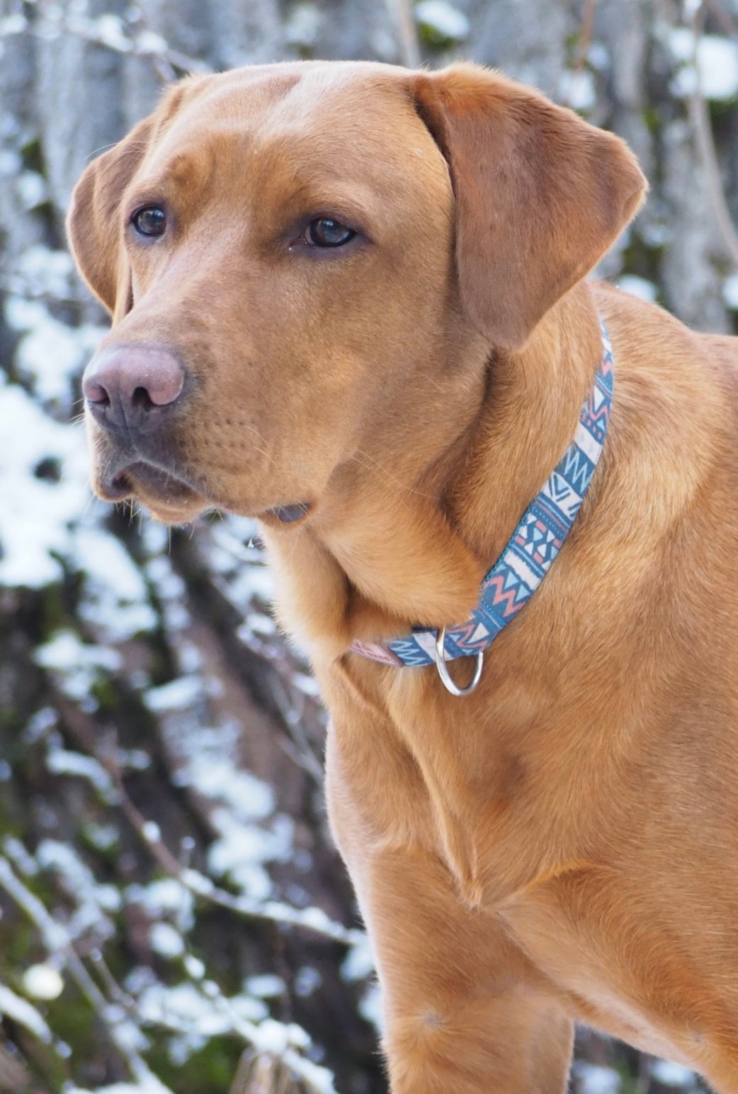 Blue Orange Aztec Dog Collar