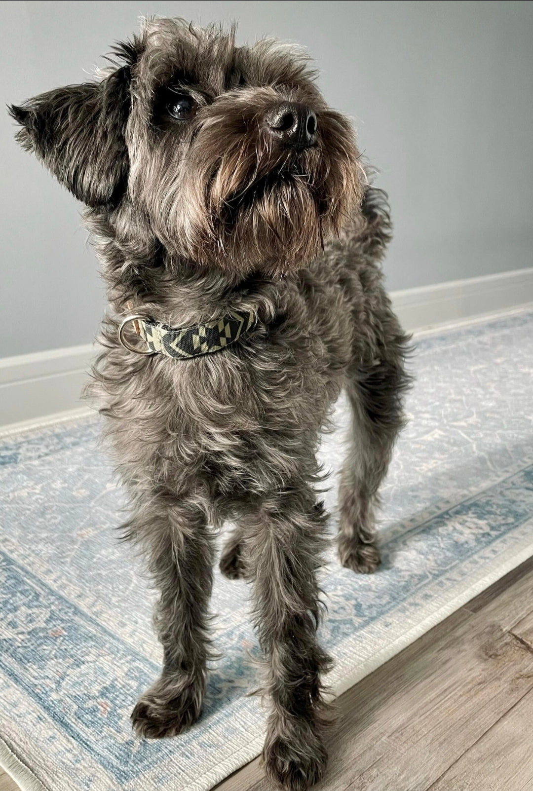 Sage Aztec Dog Collar