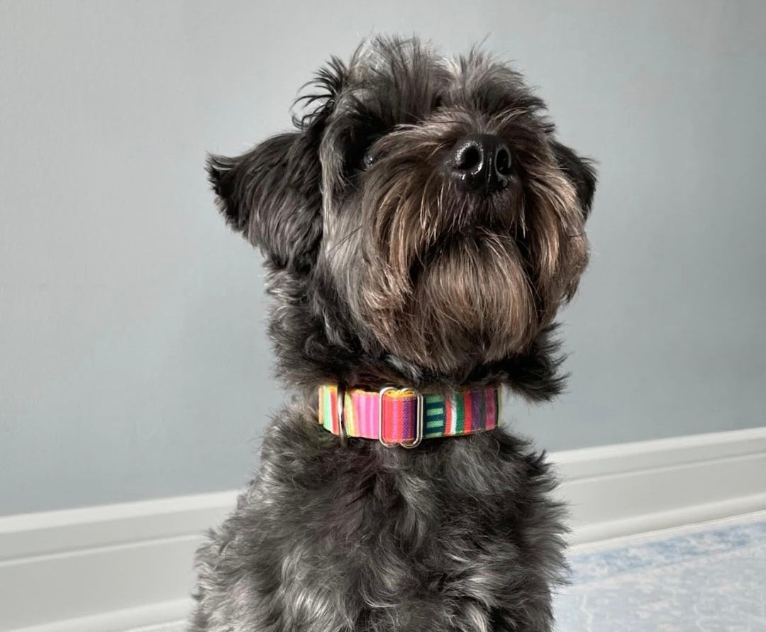 Bright Stripes Dog Collar
