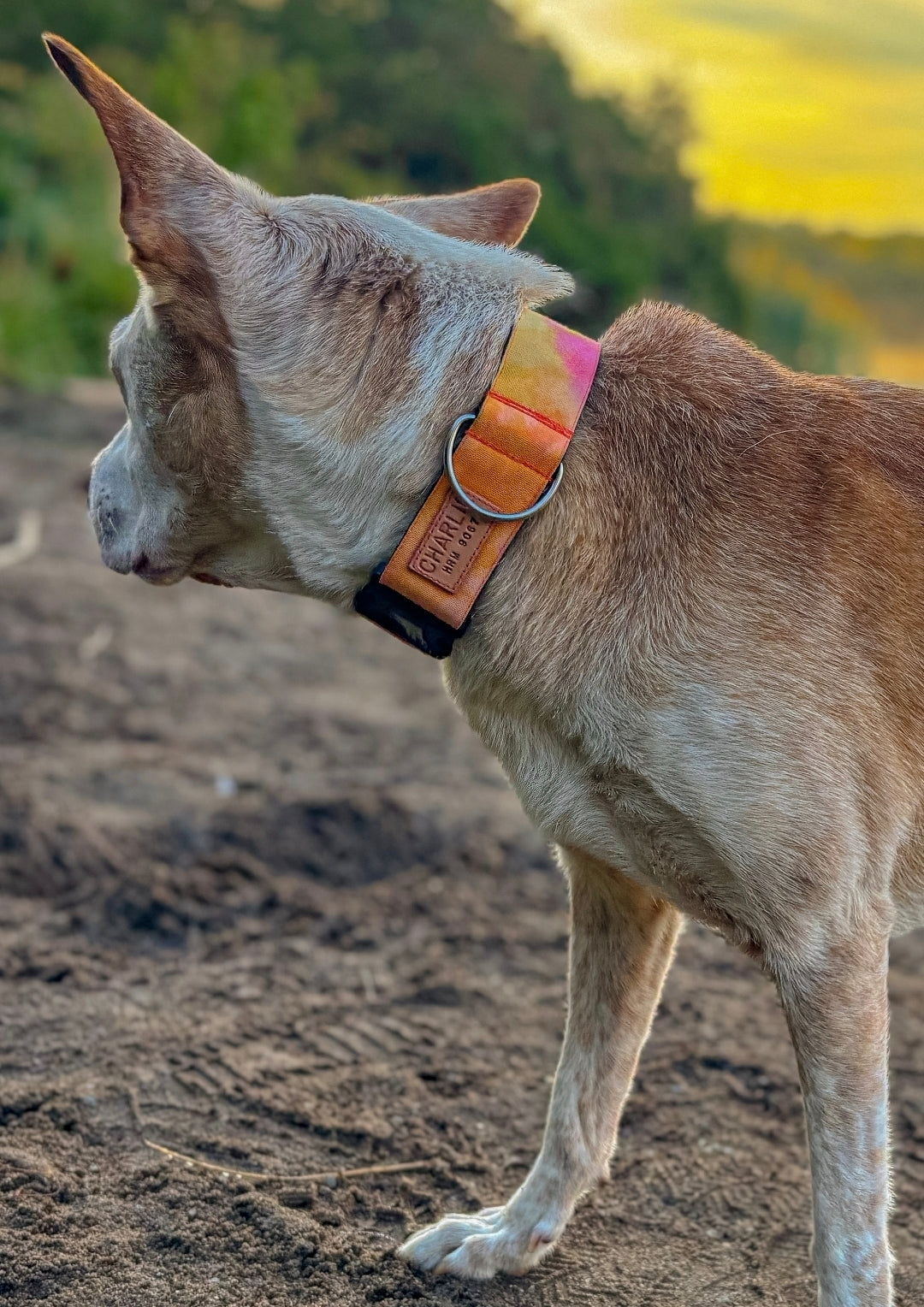 Orange Watercolor Dog Collar