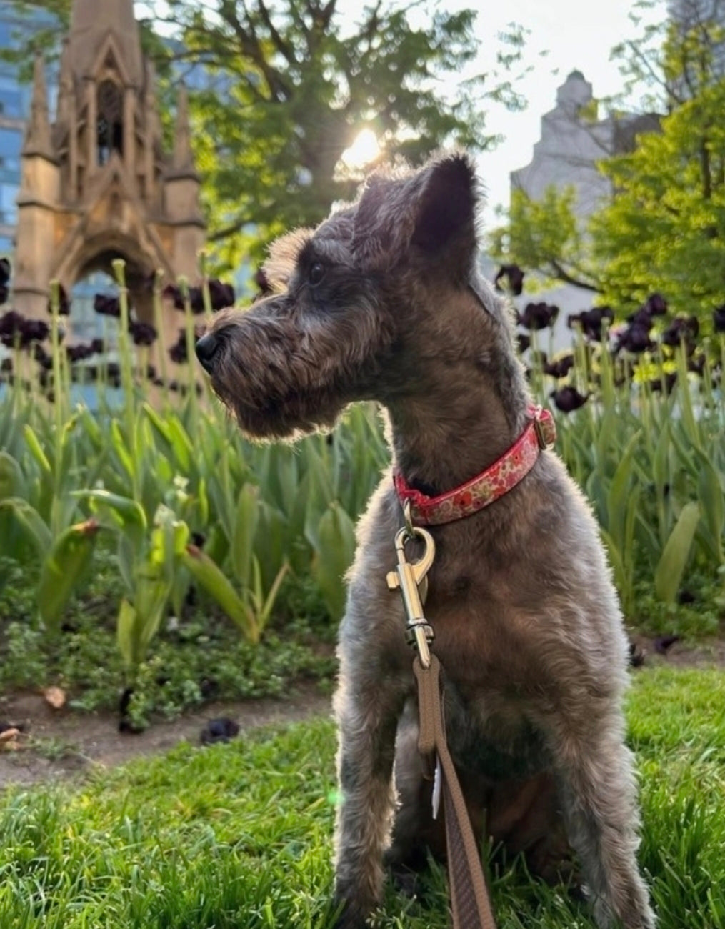Poppies Dog Collar