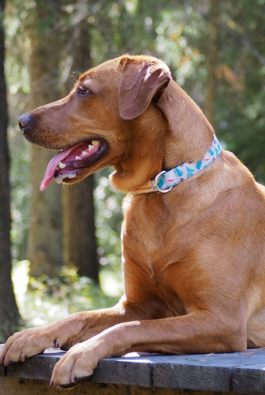 Mushrooms & Pine Dog Collar