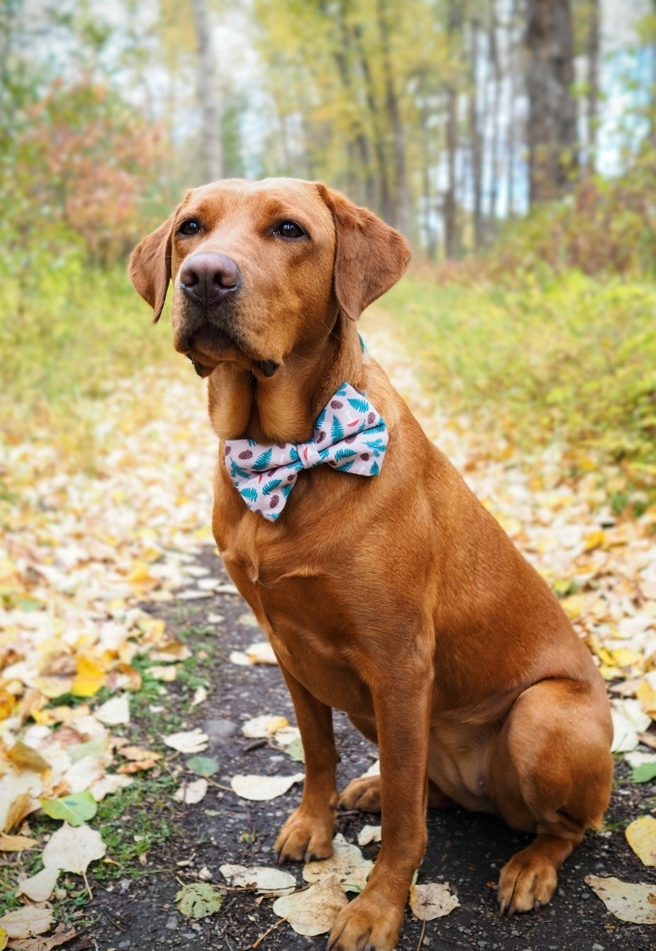 Mushrooms & Pine Over-the-collar Bowtie