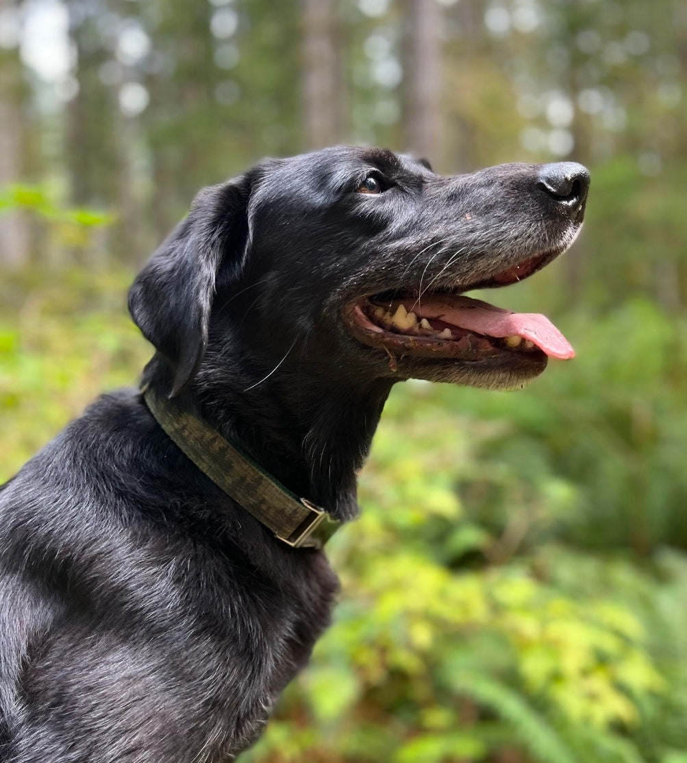Green Forest Mist Dog Collar