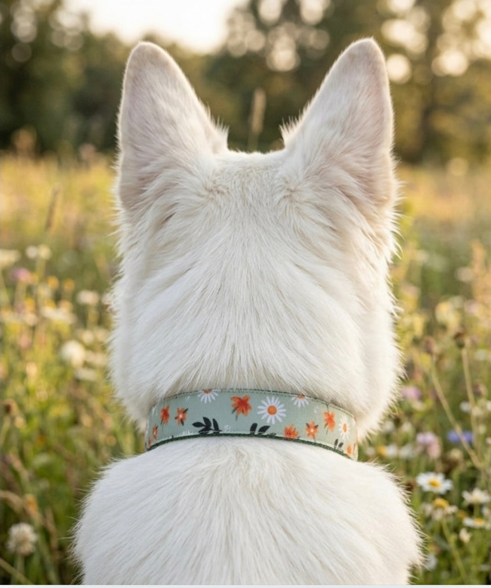 Daisy Meadow Dog Collar