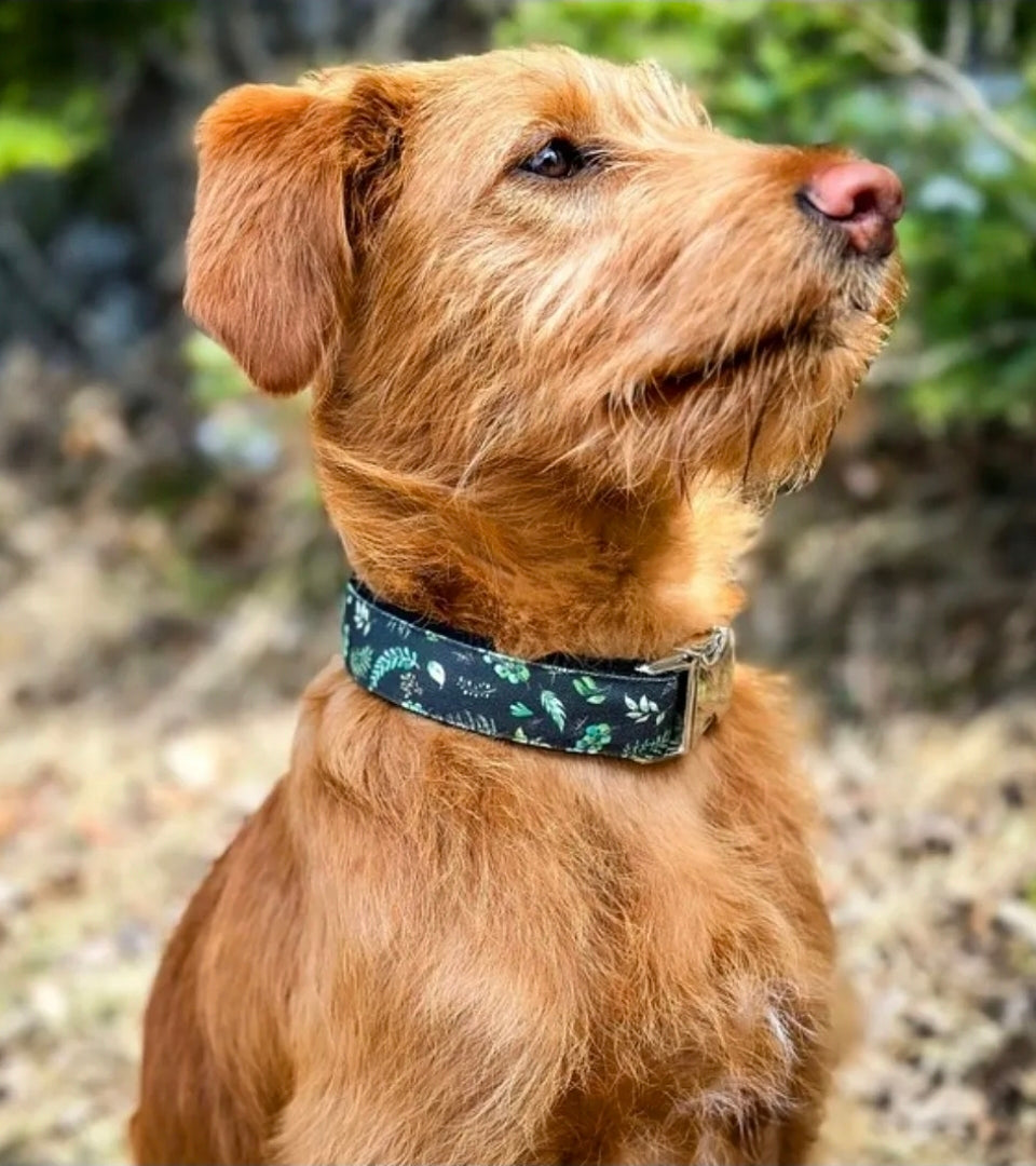 Dark Foliage Dog Collar