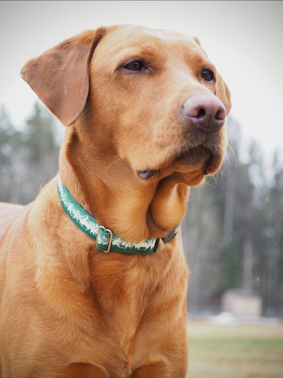 The Wilderness Collar - choose your color