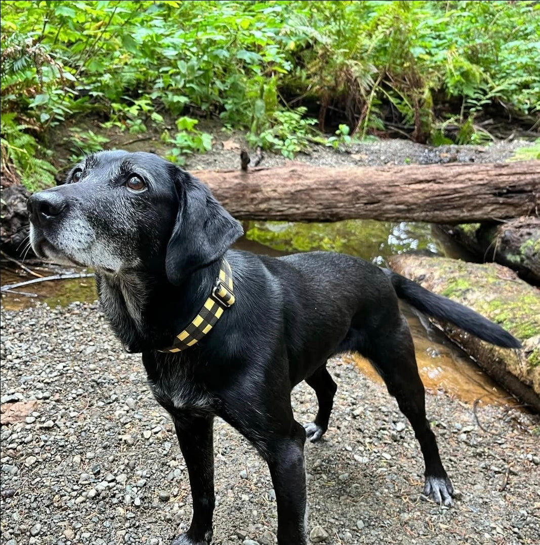 Yellow & Black Buffalo Plaid Dog Collar