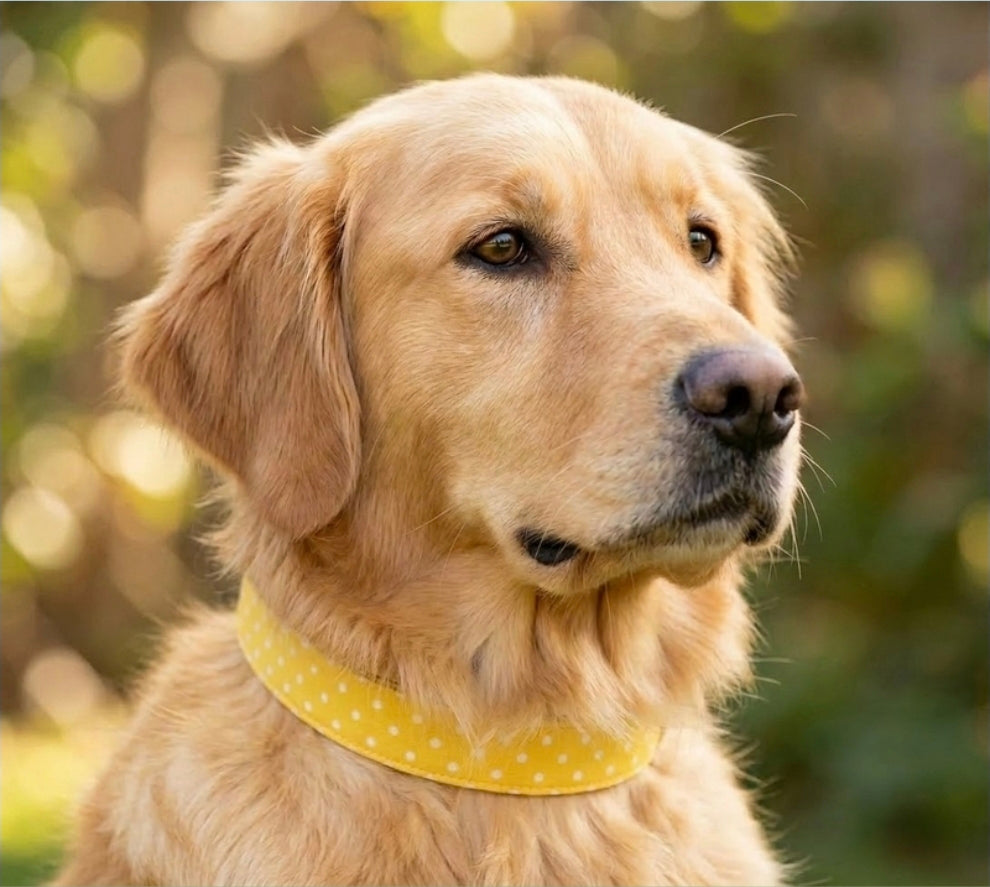 Yellow Polka Dot Dog Collar