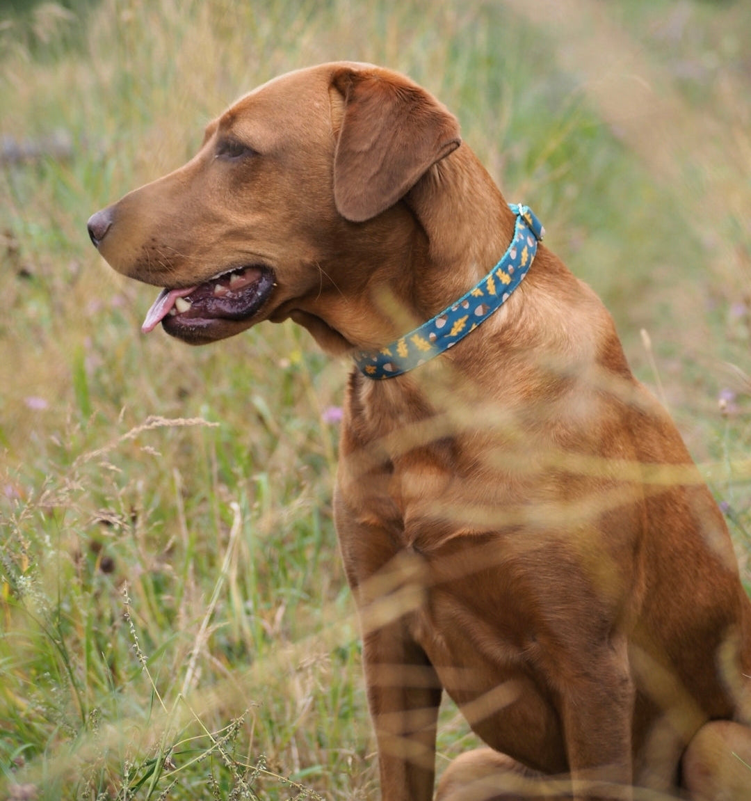 Golden Leaves & Acorns Dog Collar