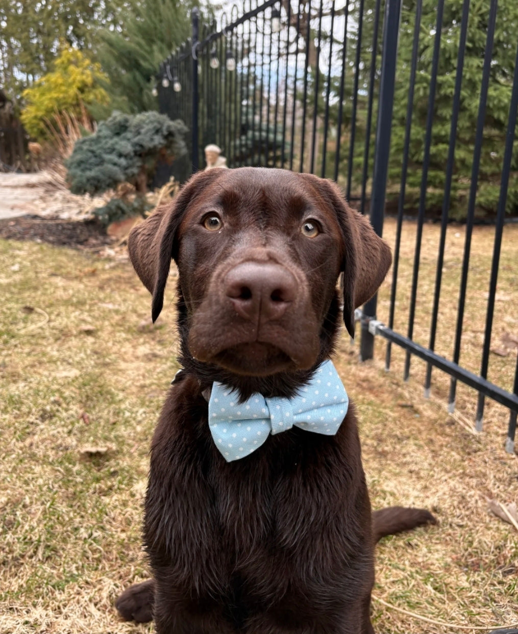 Blue Polka Dot Over-the-collar Bow