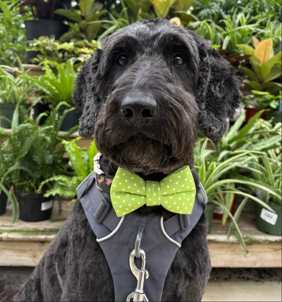 Lime Green Polka Dot Over-the-collar Bow