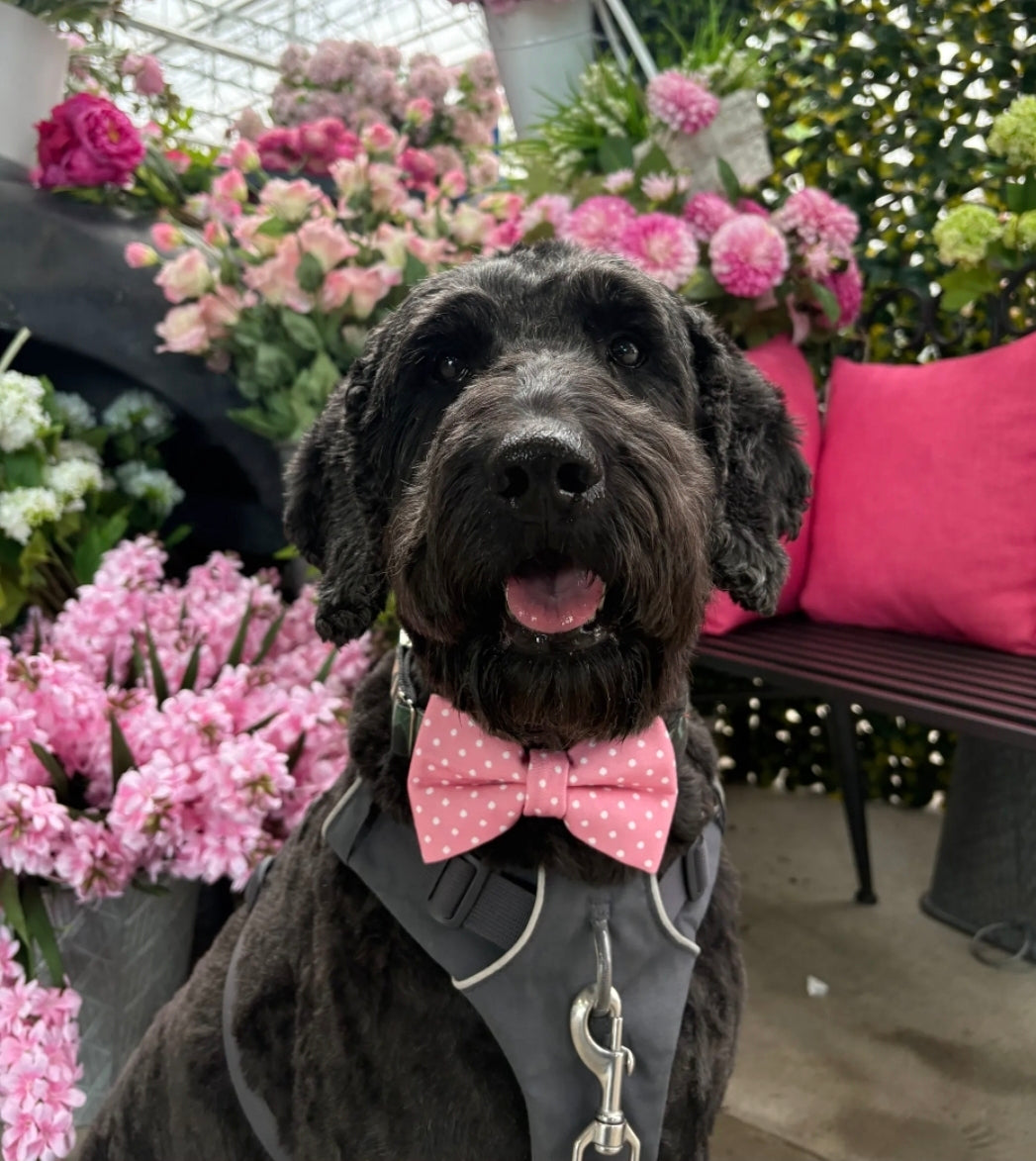 Pink Polka Dot Over-the-collar Bow