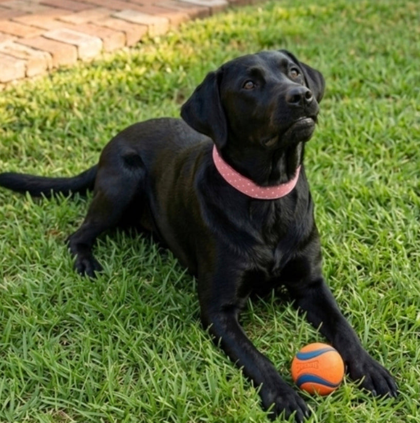 Pink Polka Dot Dog Collar