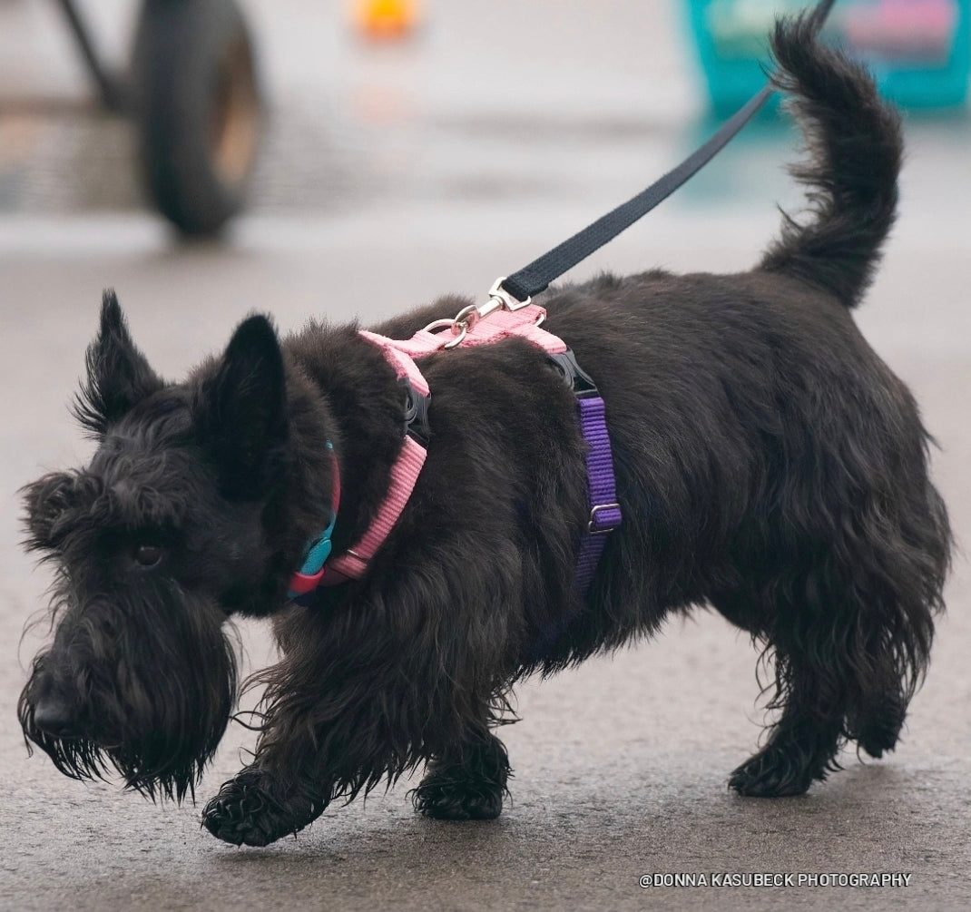 Everyday Walking Harness