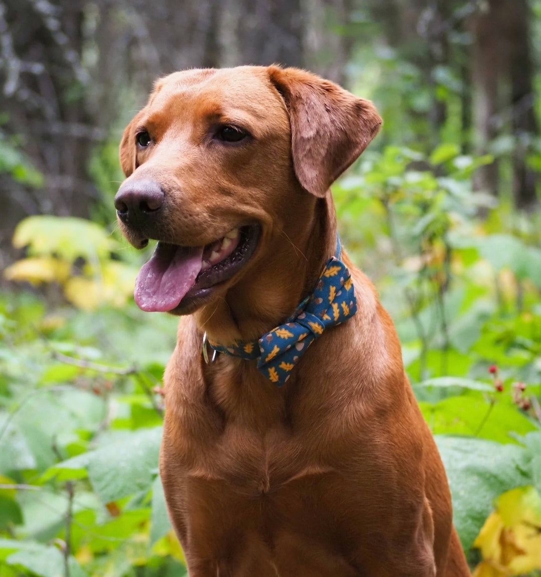 Golden Leaves & Acorns Over-the-collar Bow