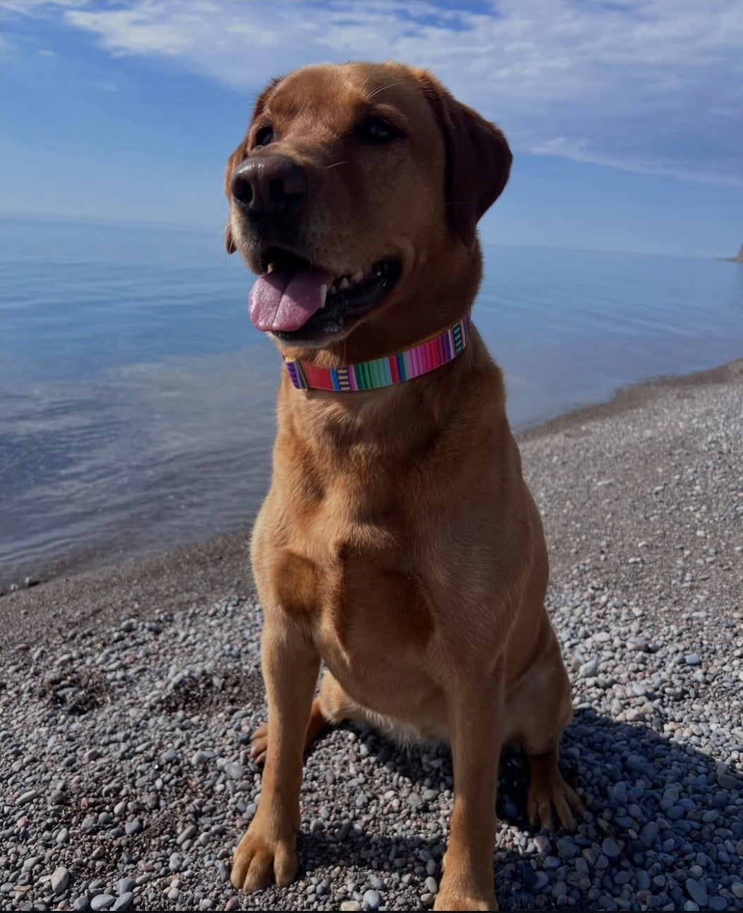 Bright Stripes Dog Collar