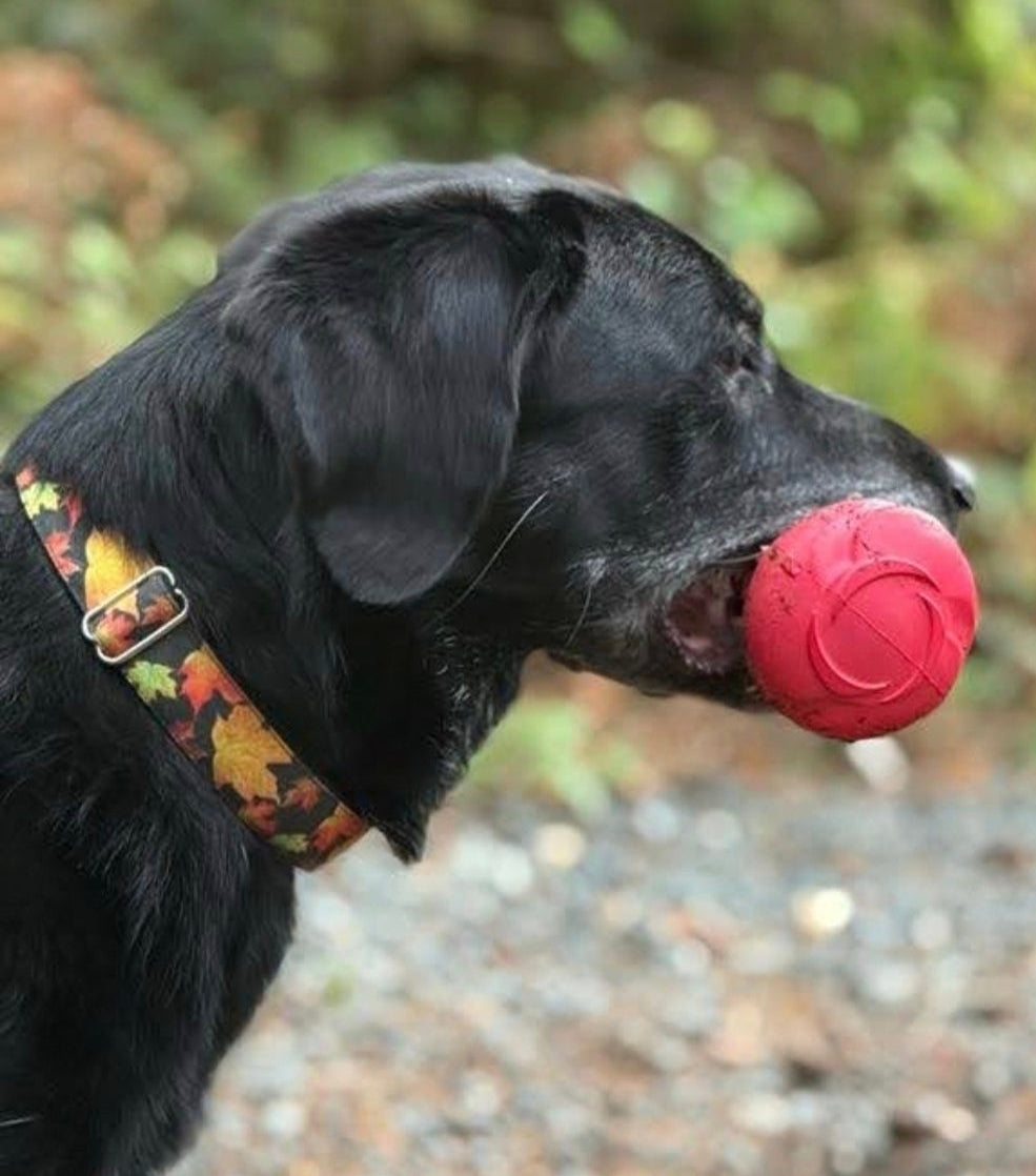 Maple Leaf Dog Collar