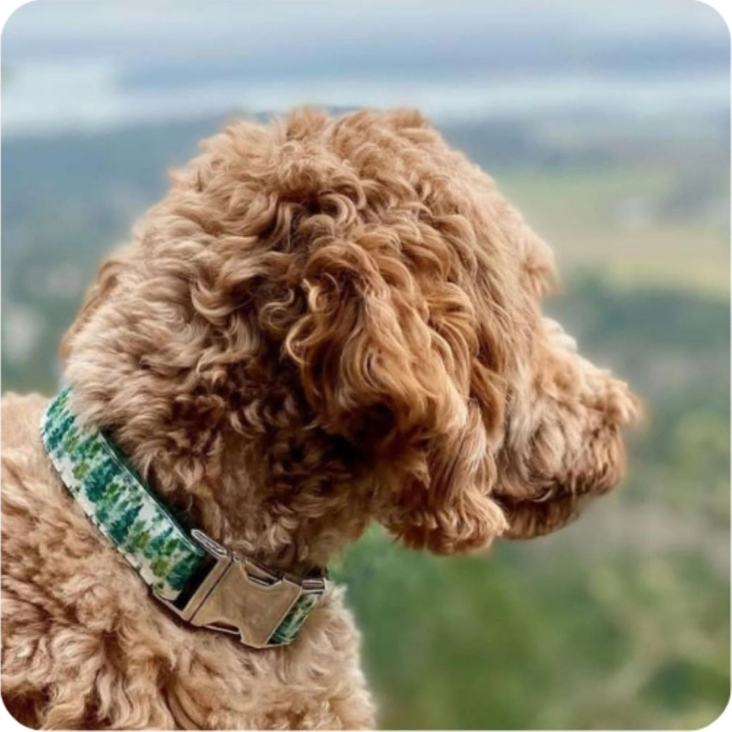 Watercolor Trees Dog Collar