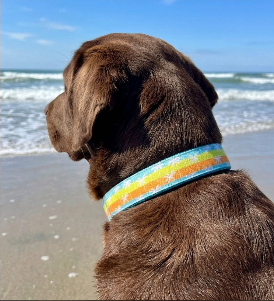 Palm Trees Sunset Dog Collar