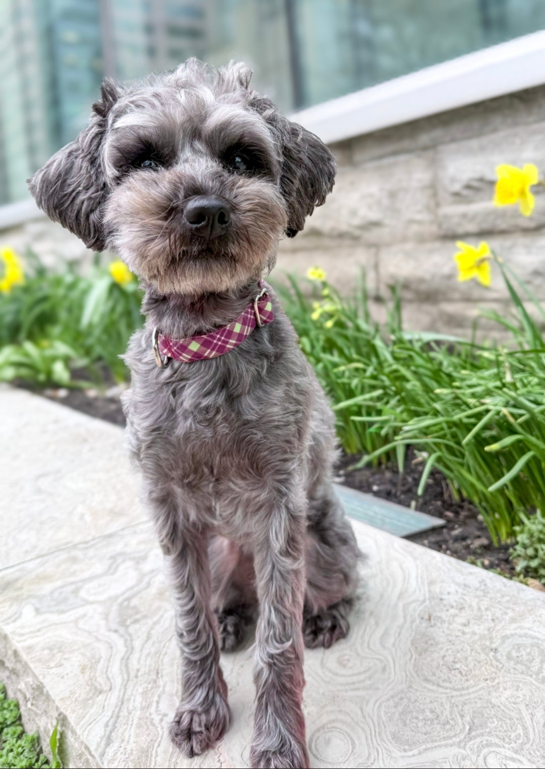 Purple & Green Plaid Dog Collar