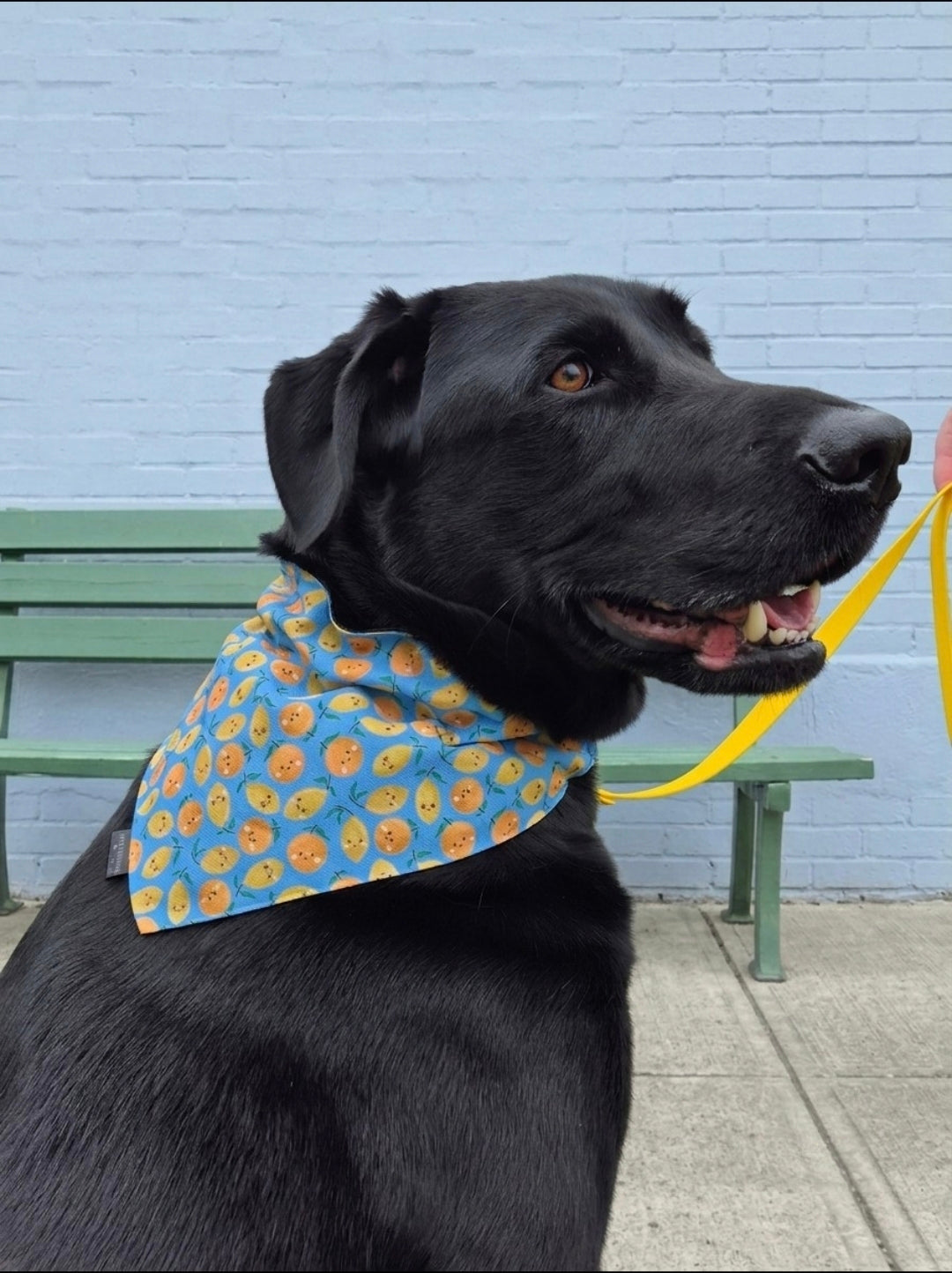 Citrus Blast Slip-On Bandana