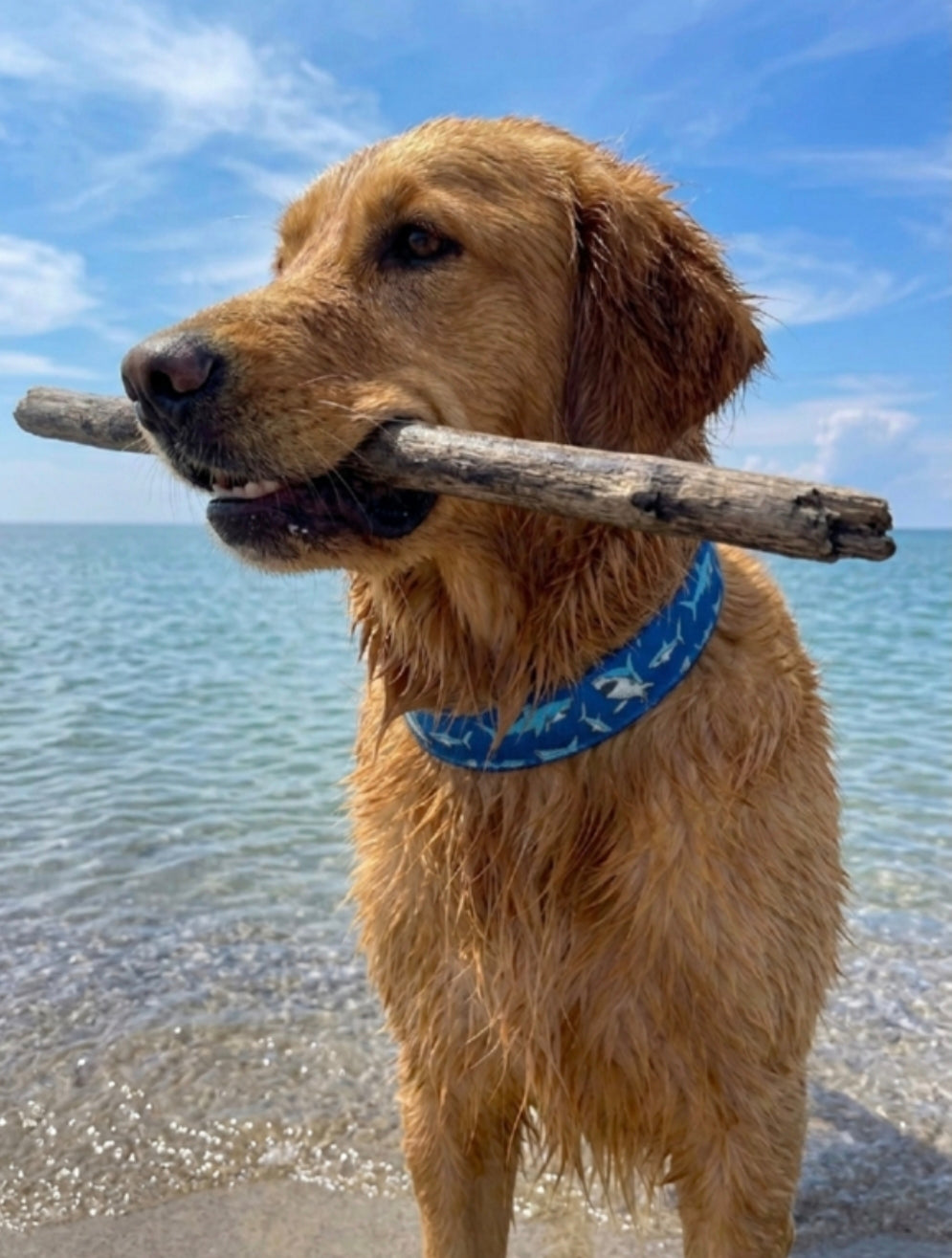 Sharks Dog Collar
