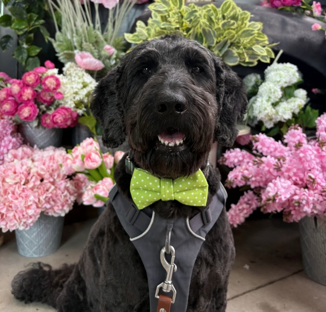 Lime Green Polka Dot Over-the-collar Bow