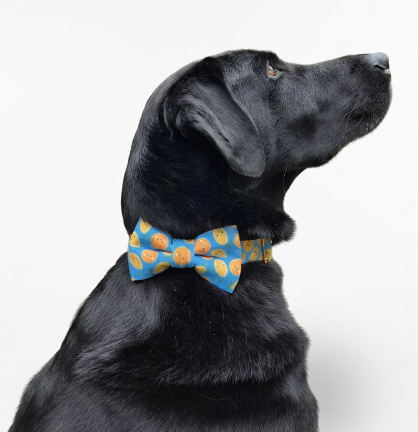 Citrus Blast Over-the-collar Bow