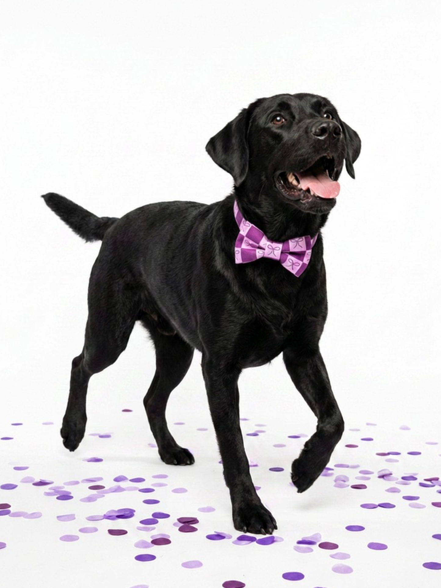 Purple Bows Over-the-collar Bow