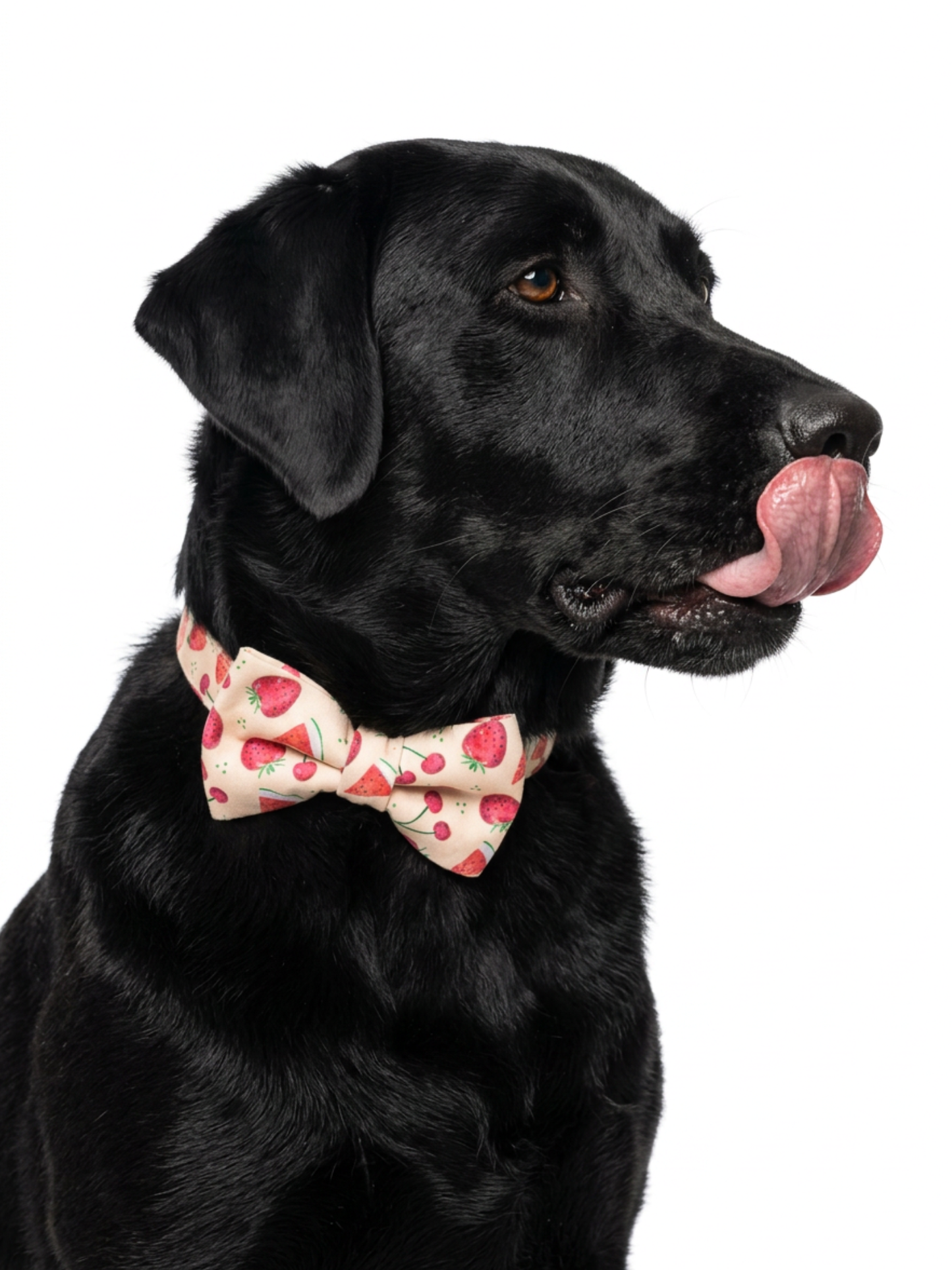 Summer Fruits Over-the-collar Bow