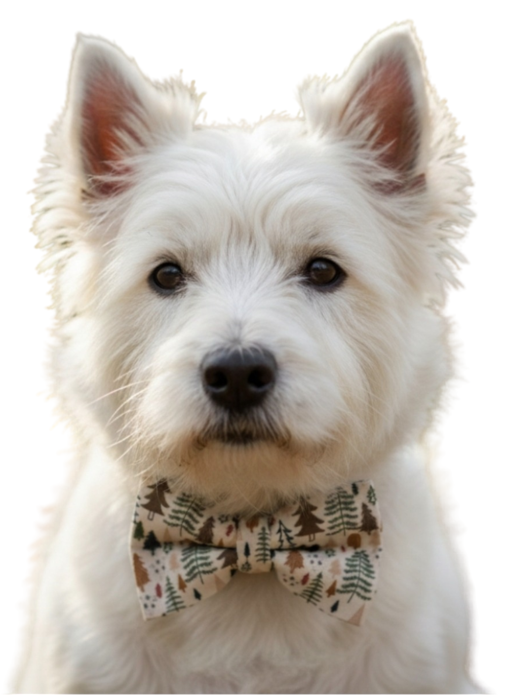 Neutral Forest Over-the-collar Dog Bow