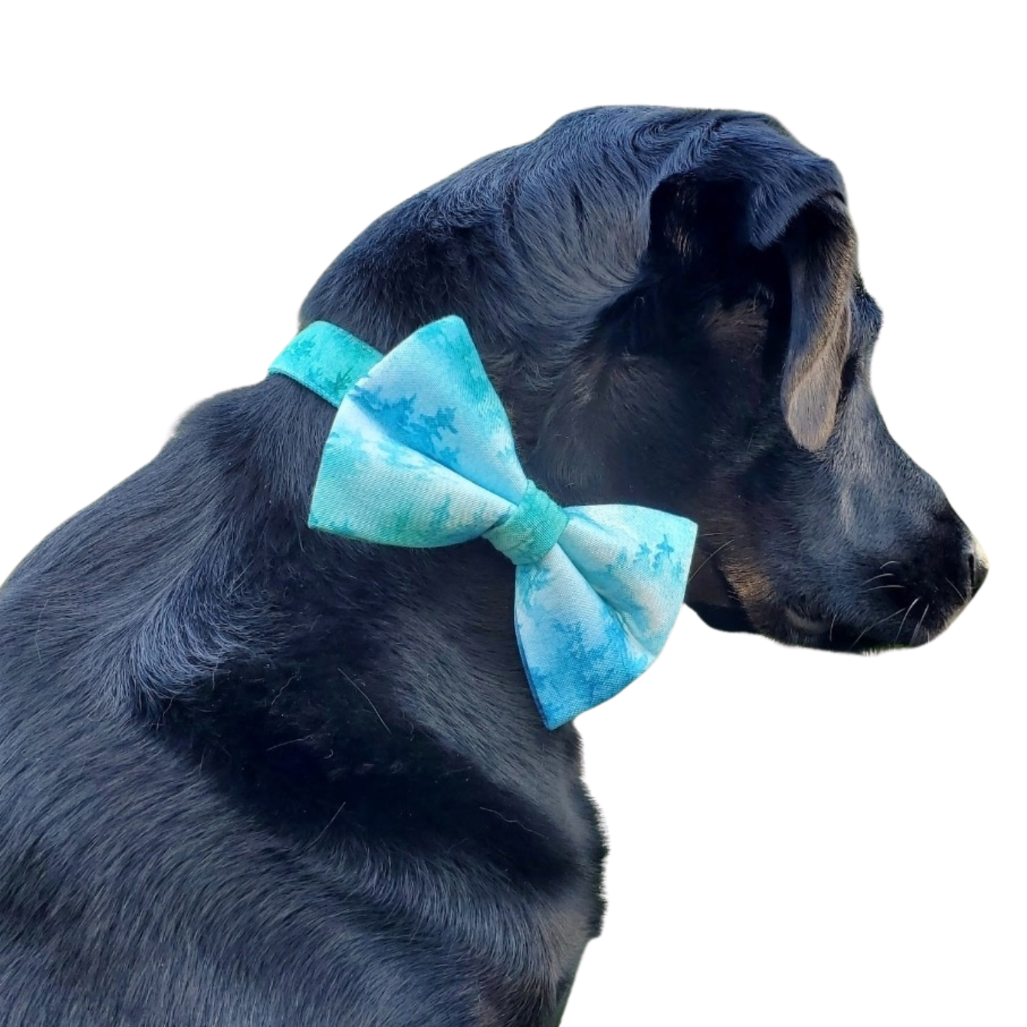Aqua Forest Over-the-collar Bowtie