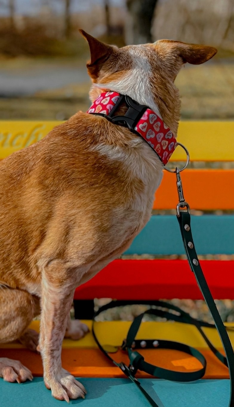 Candy Hearts Dog Collar