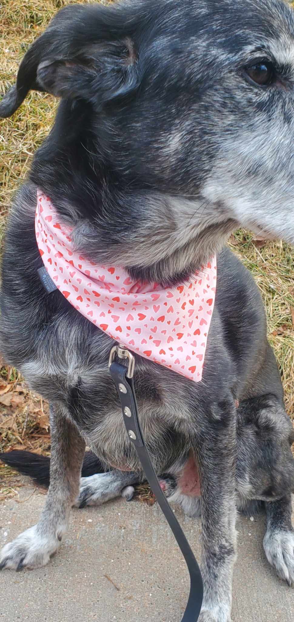 Pink Hearts Dog Bandana - wrinkle & stain resistant