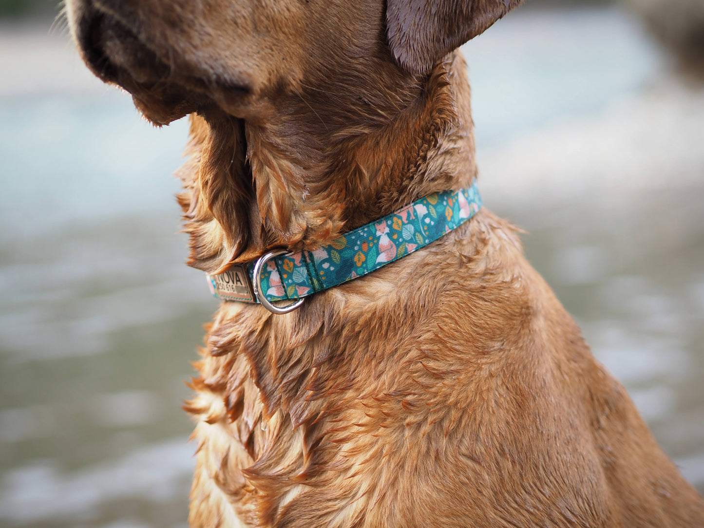 Forest Foxes in Green Dog Collar