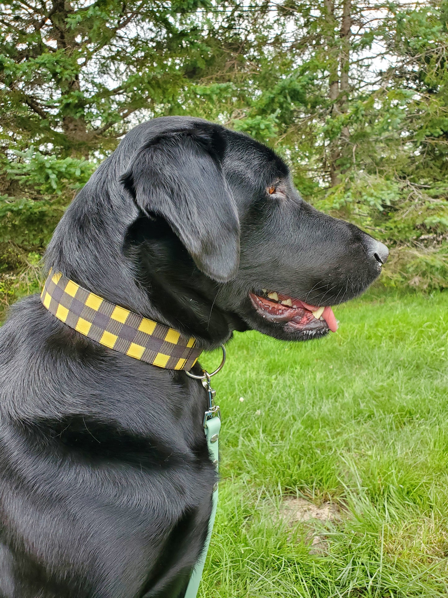 Yellow and Black Buffalo Plaid dog collar