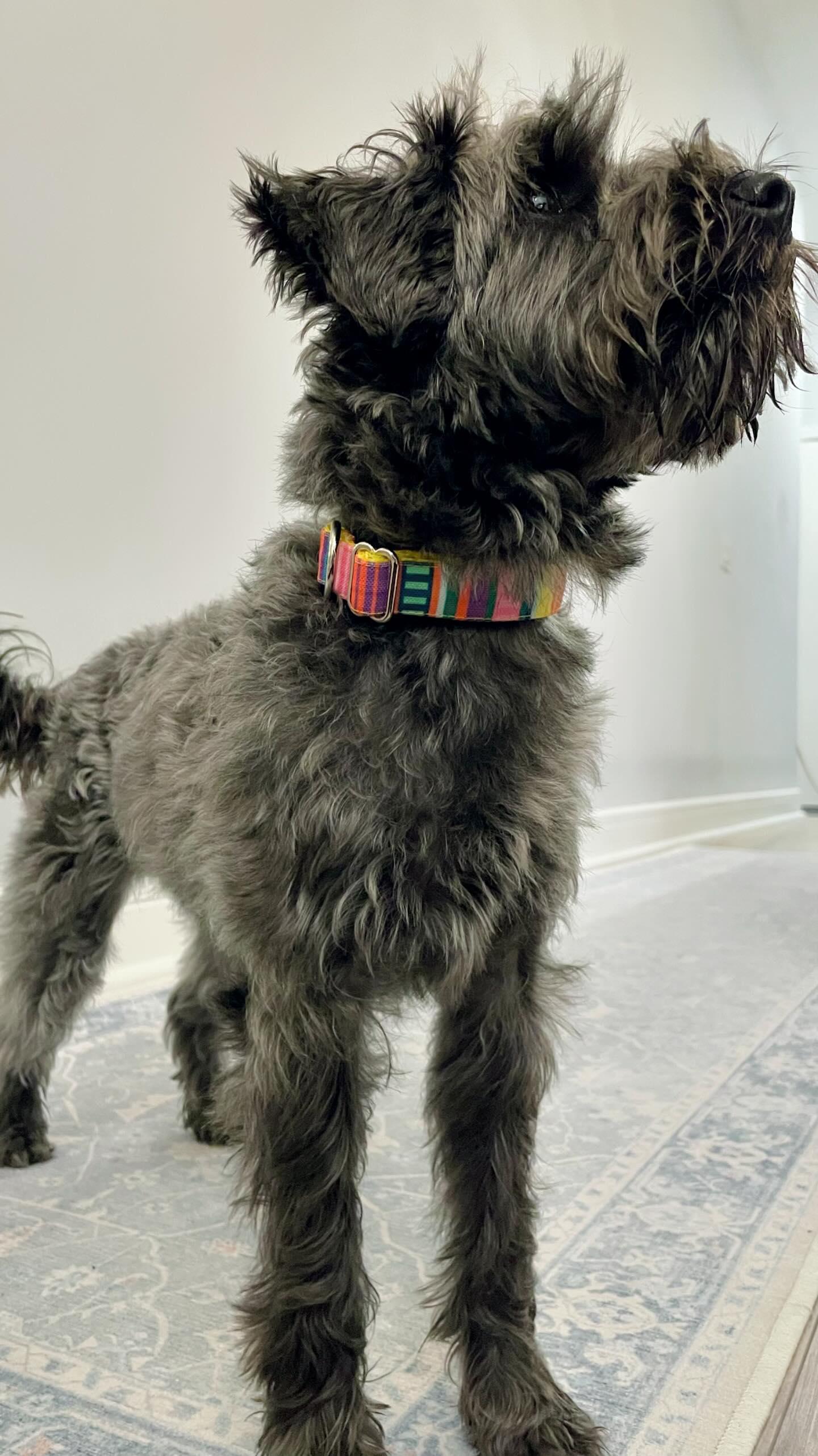 Bright Stripes Dog Collar - water & stain resistant