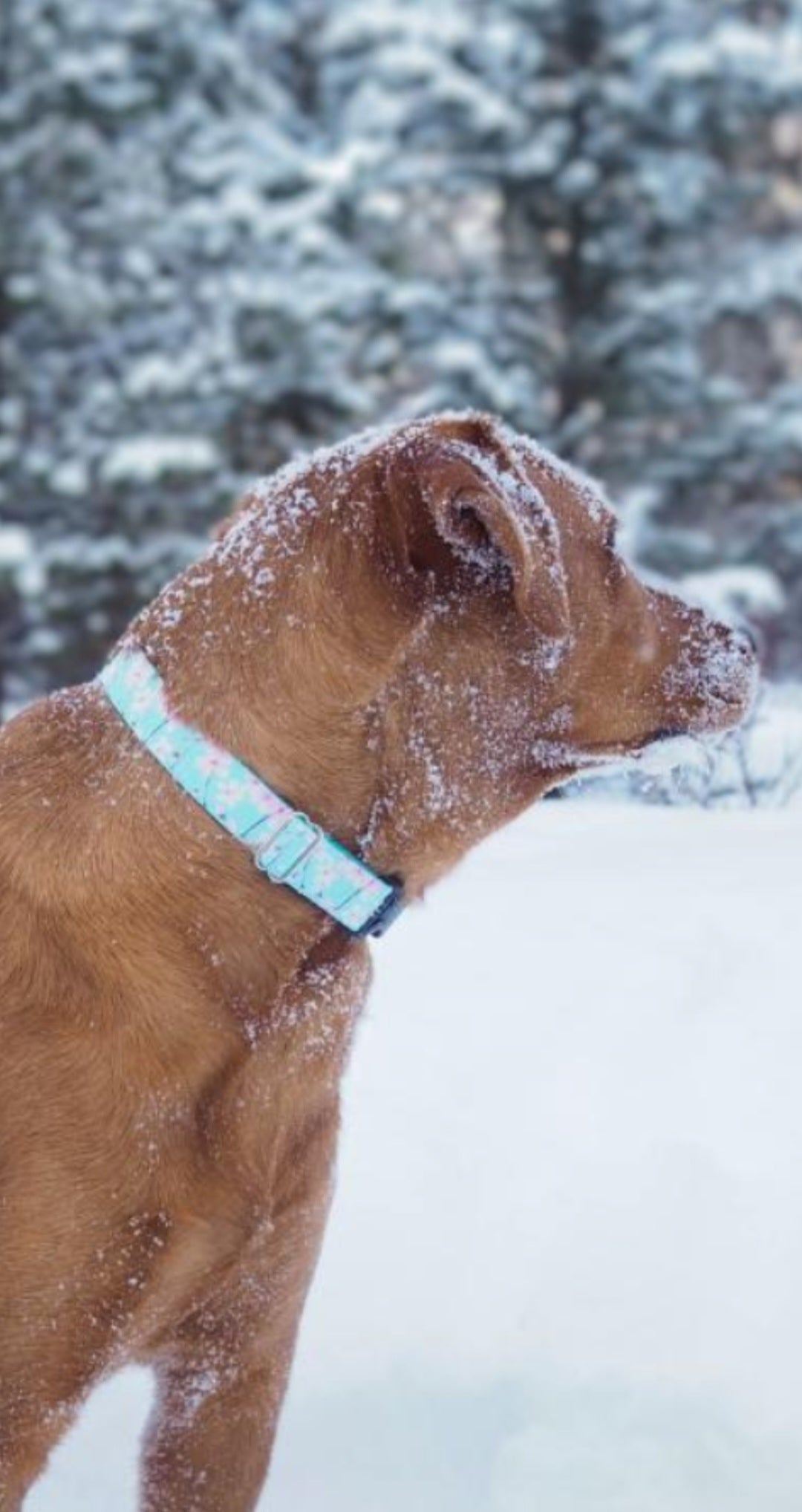 Cherry Blossoms Dog Collar - water & stain resistant