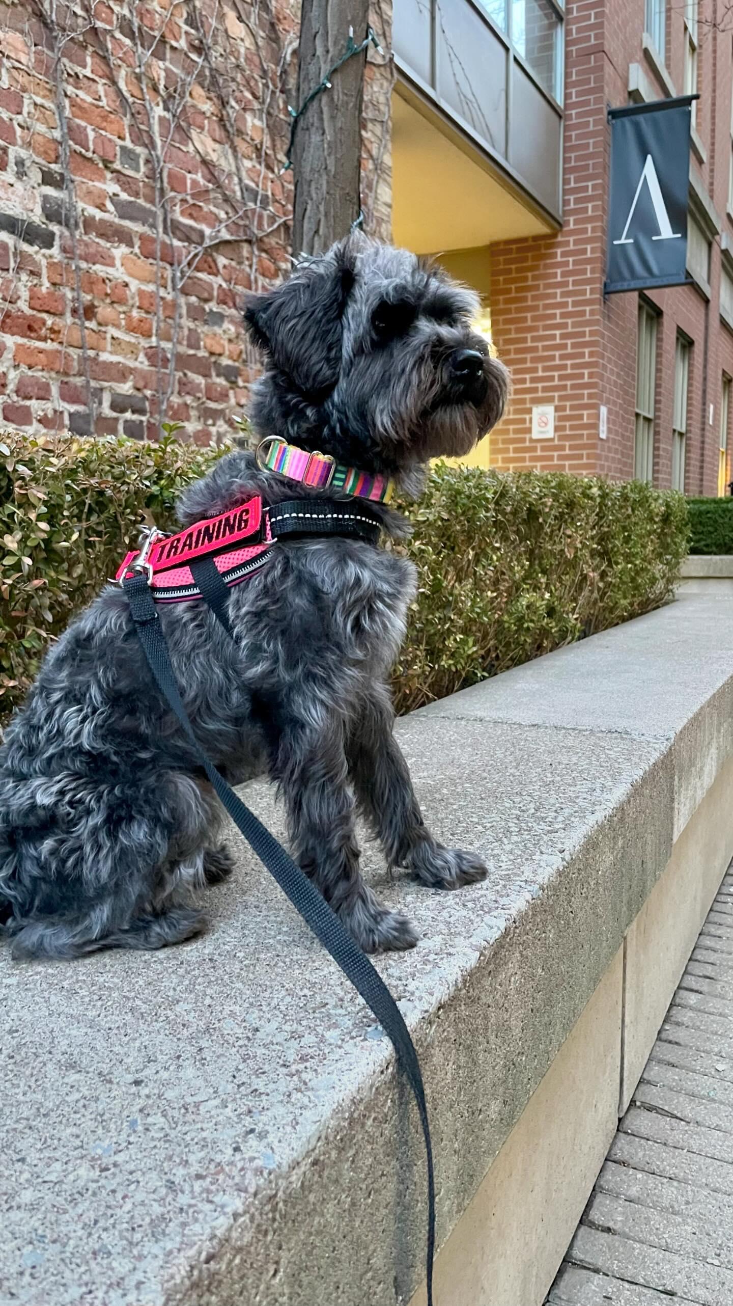 Bright Stripes Dog Collar - water & stain resistant