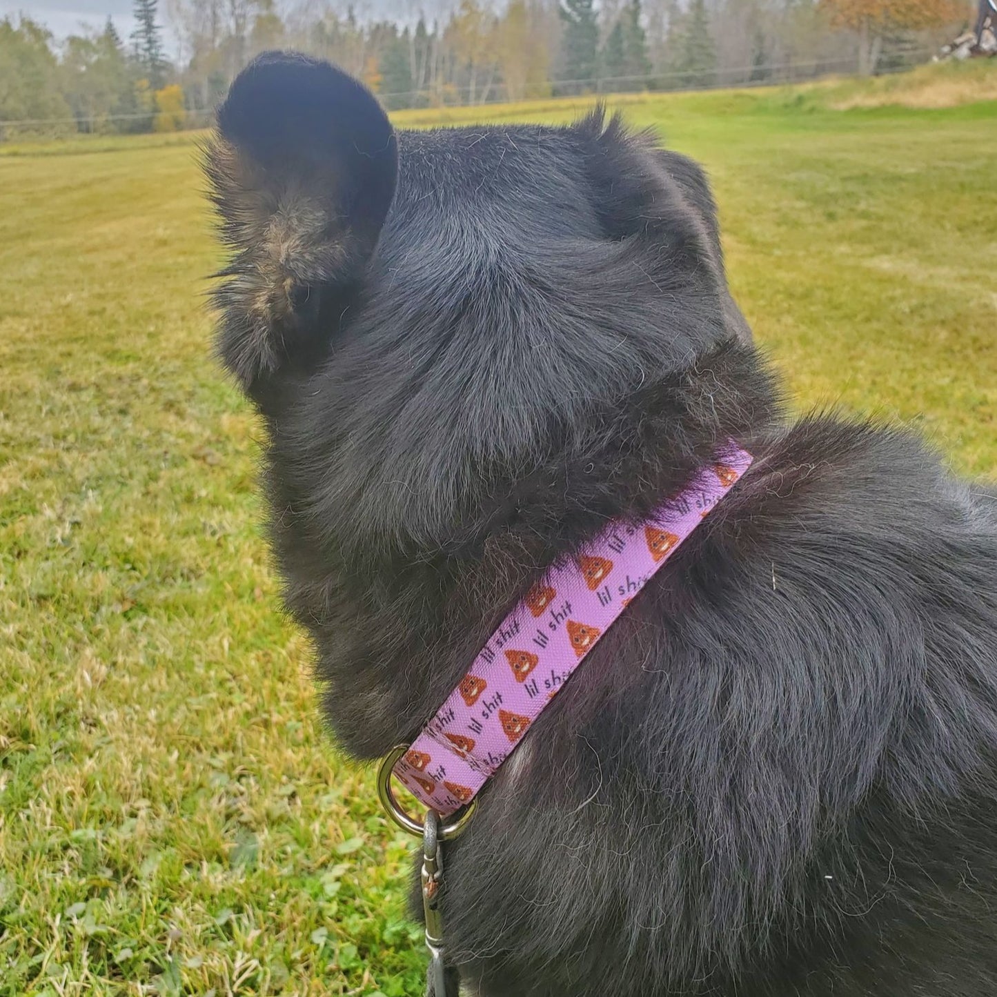 lil shit (with poop emoji) dog collar *Choose your color*