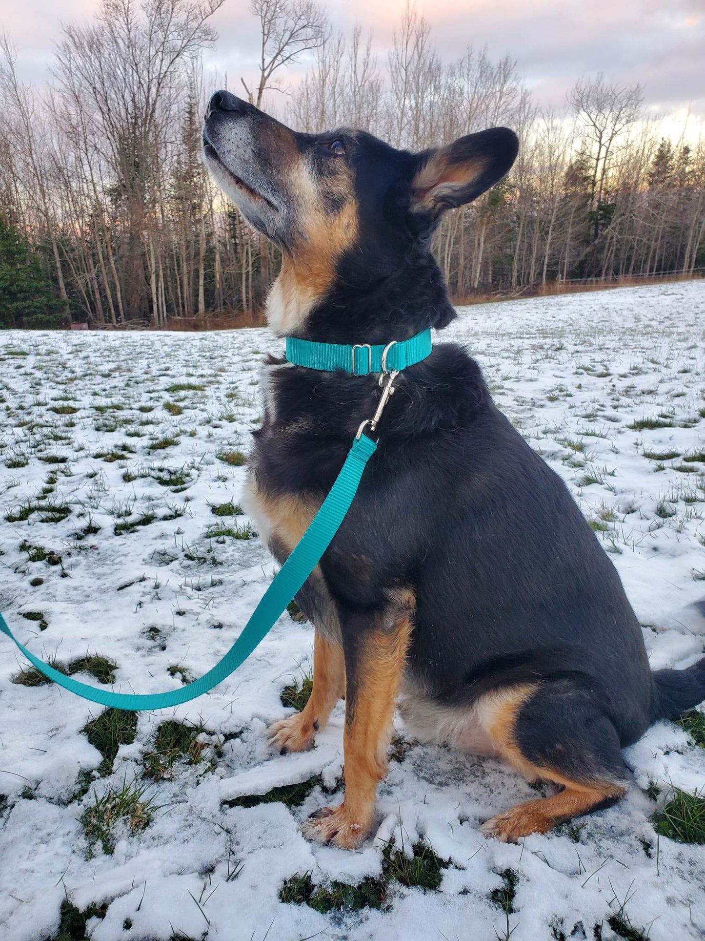 Vibrant Leash - multiple colors to choose from