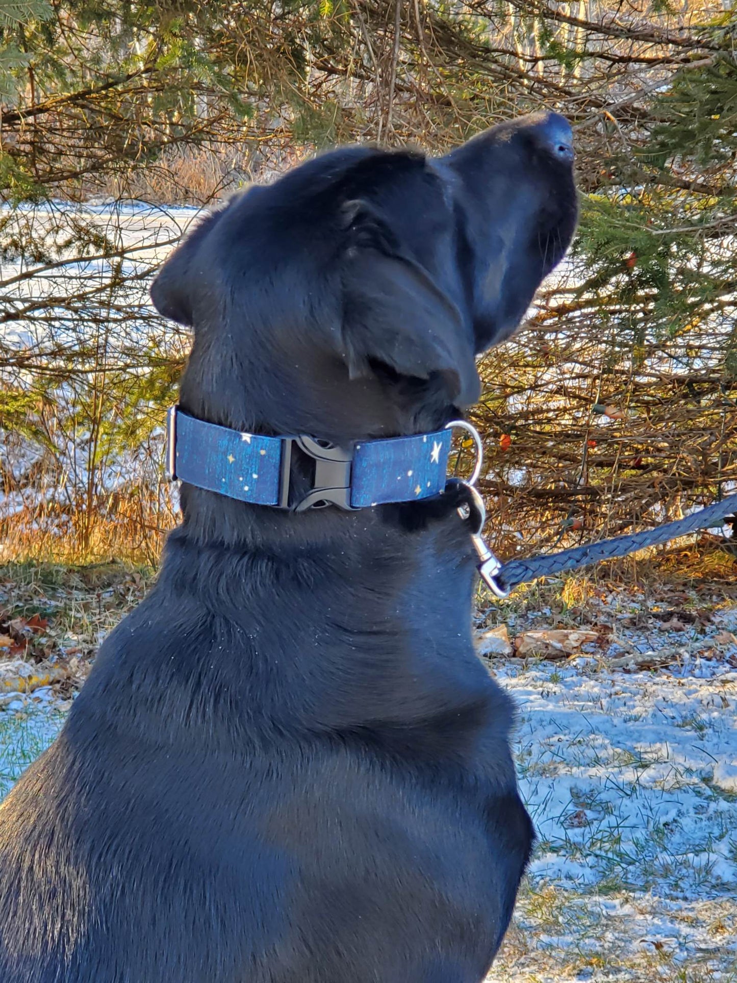 Night Stars Dog Collar
