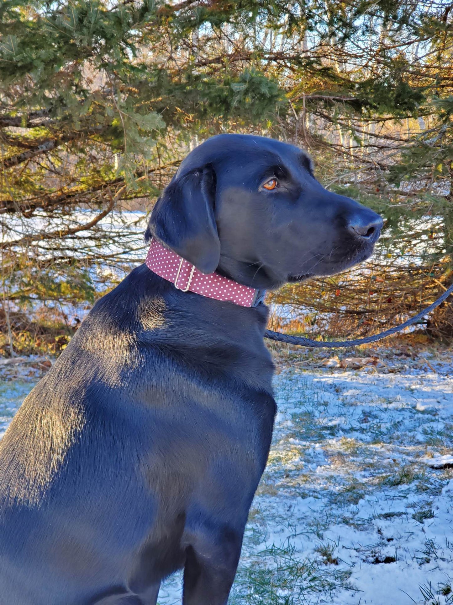 Dark Polka Dots Dog Collar
